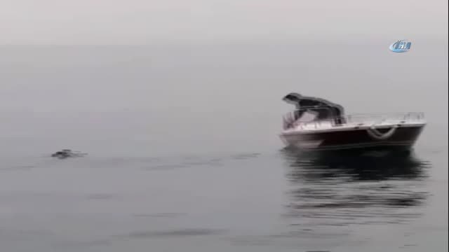 Balıkçı Ağlarına Takılan Martının İmdadına Polis Yetişti