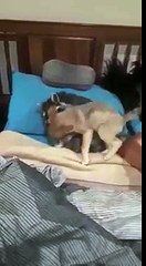 Un renard et un raton laveur jouent ensemble