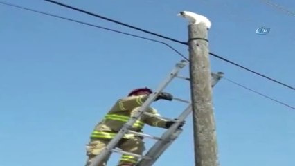 Direkte Mahsur Kalan 'Kartopu'nu İtfaiye Kurtardı