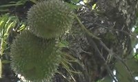 Panen Durian, Petani Raup Untung Jutaan Rupiah