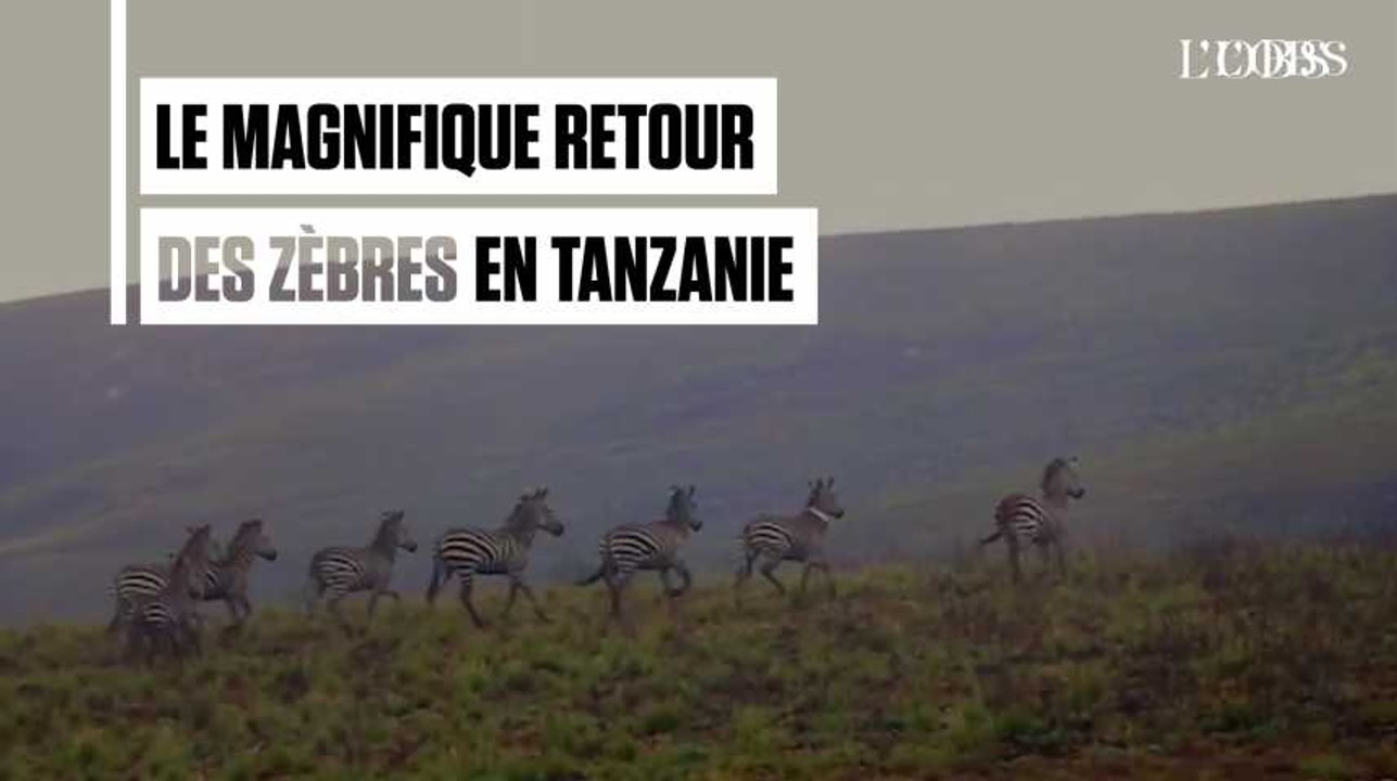 Tanzanie : la superbe réintroduction des zèbres dans le parc de Kitulo