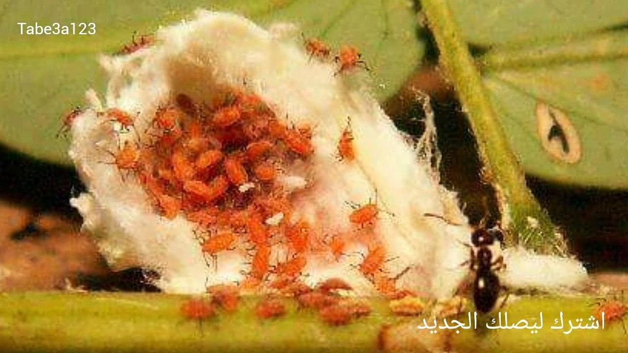 افة البق الدقيقي في الحمضيات