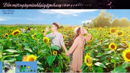 Đồi hoa mặt trời ở khu công nghiệp Vsip Hải Phòng