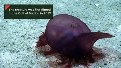 أول فيديو لكائن بحري مقطوع الرأس