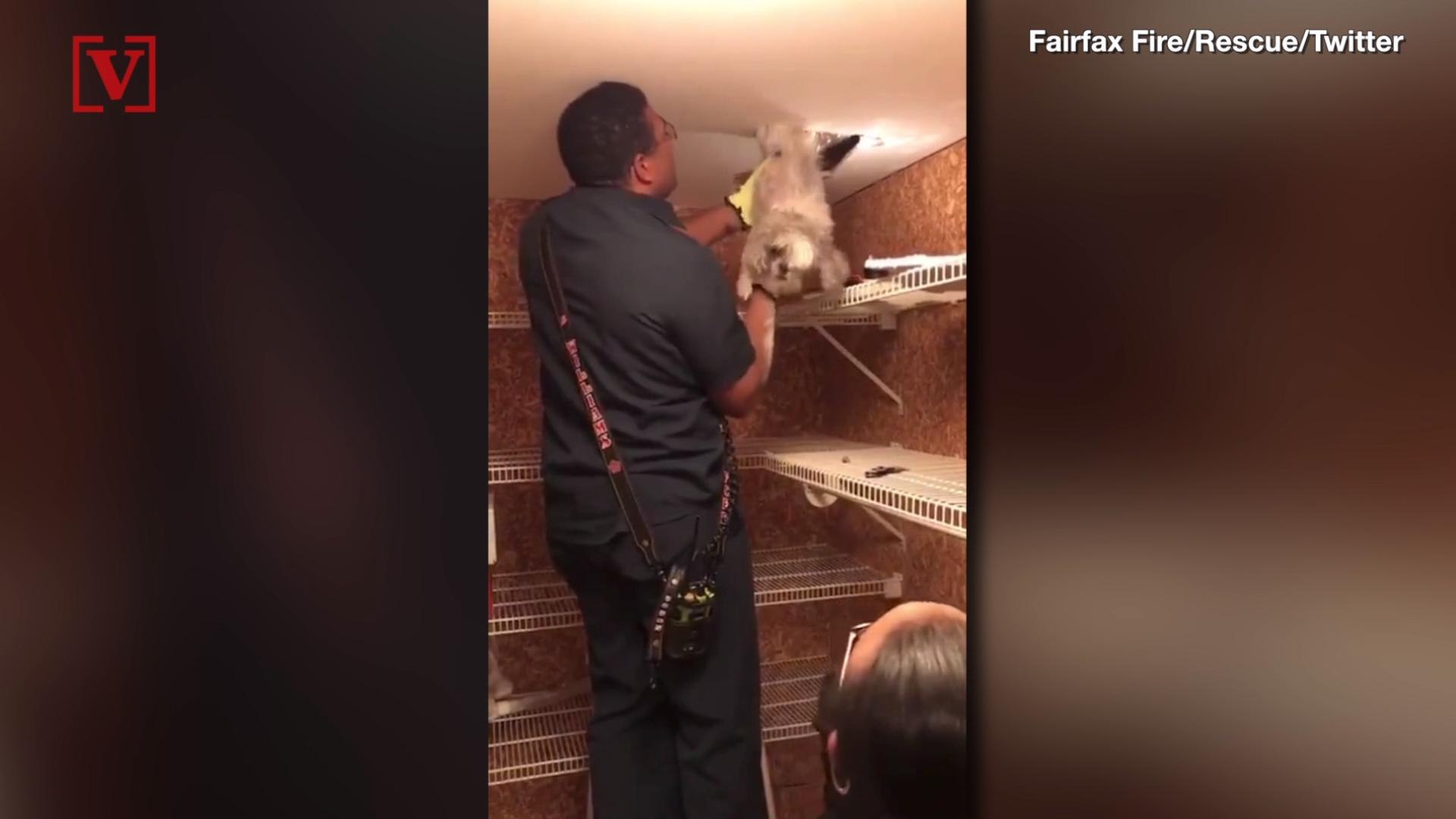 ⁣Watch as Firefighters Rescue Small Dog That Got Stuck in Ceiling Duct