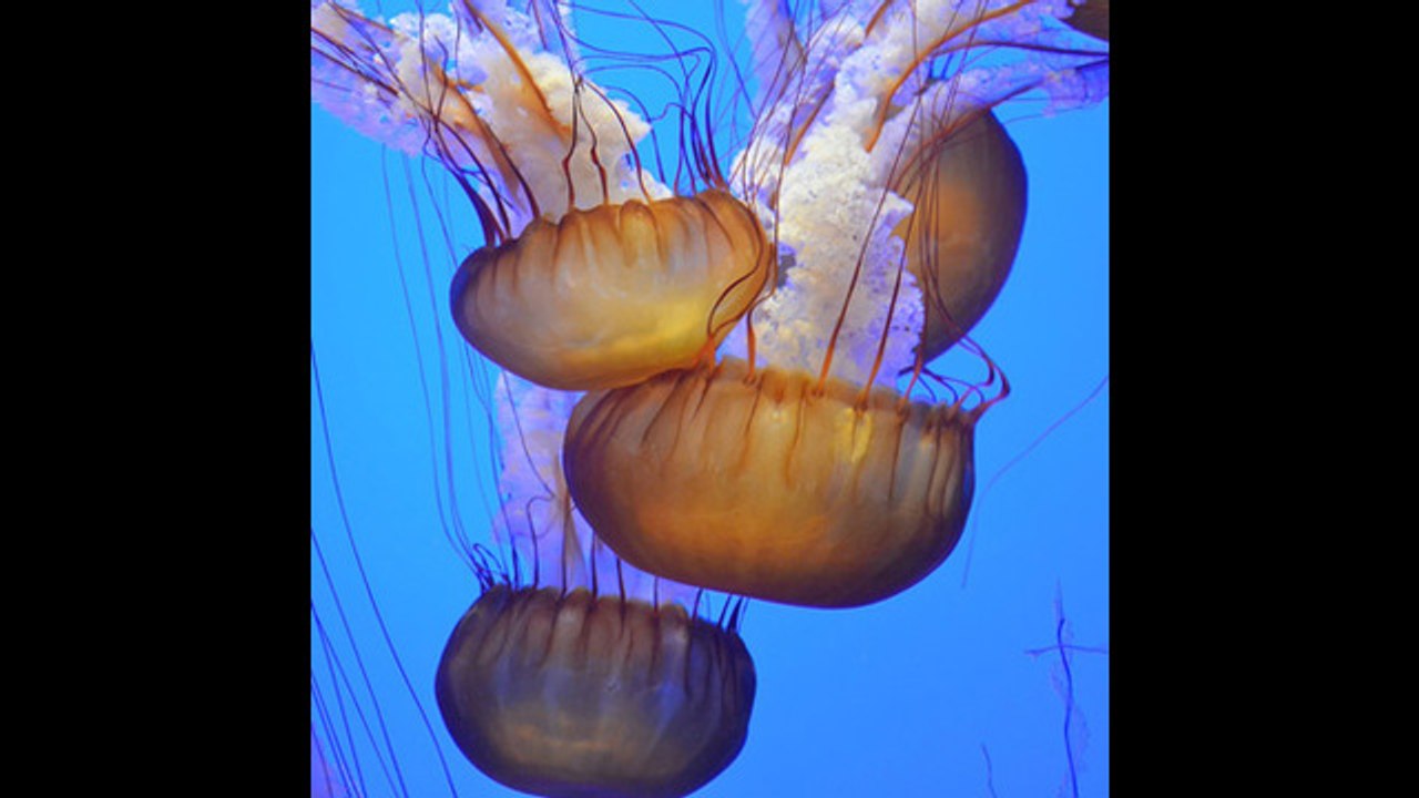 Se pone de moda tener medusas como mascotas