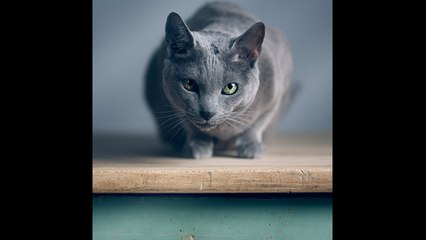 Bélgica obliga a esterilizar a los gatos domésticos