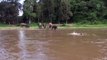 Un éléphant courageux se jette à l'eau pour sauver un homme