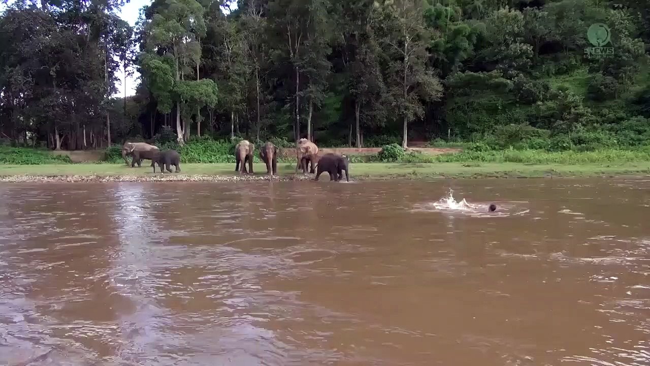 Un éléphant courageux se jette à l'eau pour sauver un homme