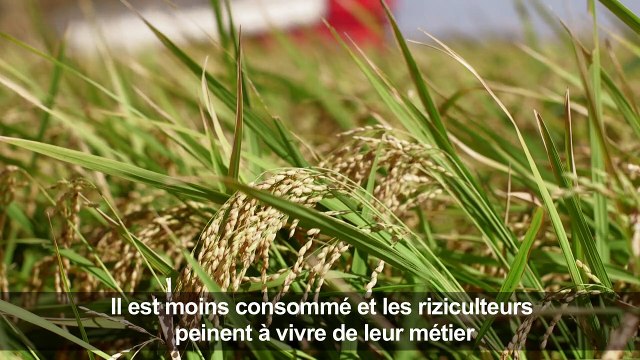 Aliment sacré, le riz japonais mis à l'épreuve