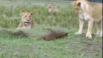 Une mangouste arrive à faire fuir des lionnes affamées