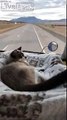 Sieste à l'avant d'un camion, ce chat à l'air tellement bien !