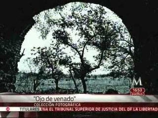 Ojo de venado: fotografía documental en libertad