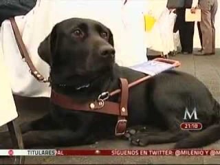 Festejan graduación de perros guía en la Ciudad de México