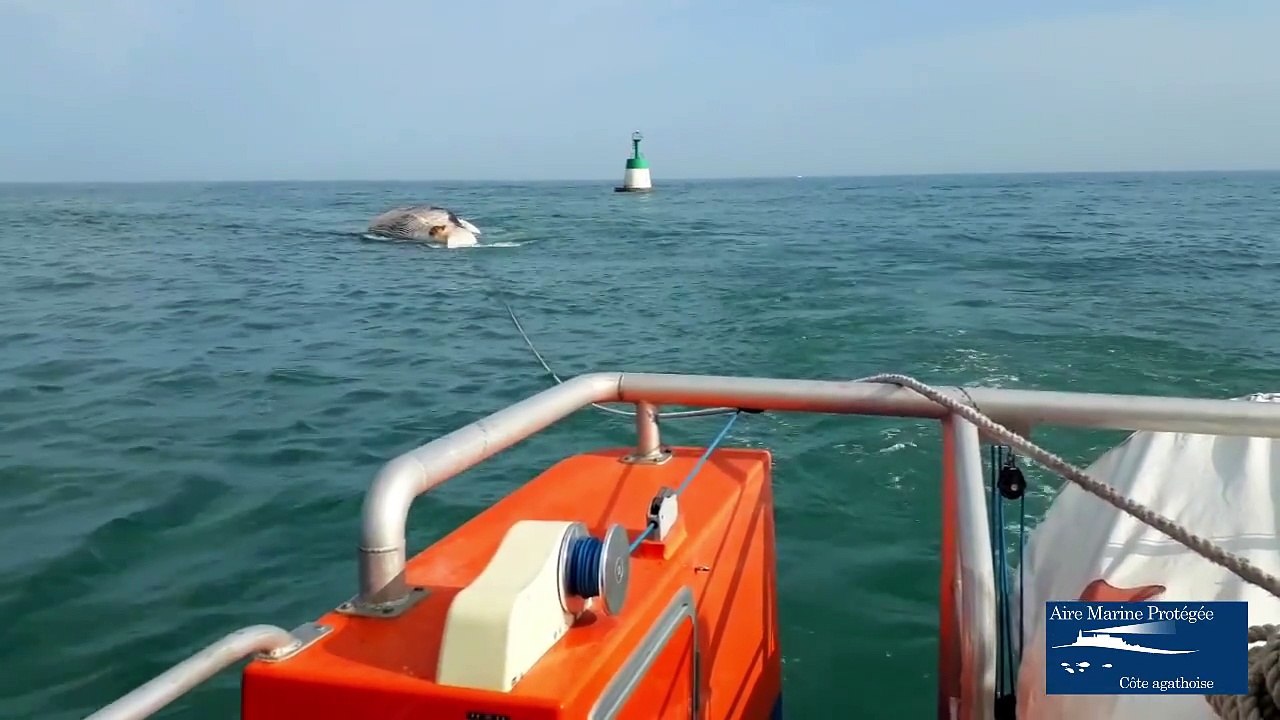 Agde - RORQUAL COMMUN