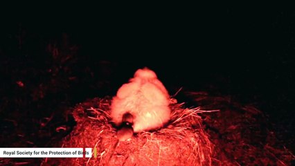 Download Video: Super-Sized Mice Are Eating Seabirds Alive On Remote Island