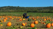 Un agricultor británico da calabazas a Halloween