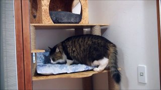 ボス猫部屋のクッション＆座布団カバーを交換しました