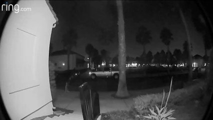 T-Rex Package Thief!