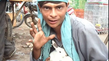 lalukhet birds market 2018 today