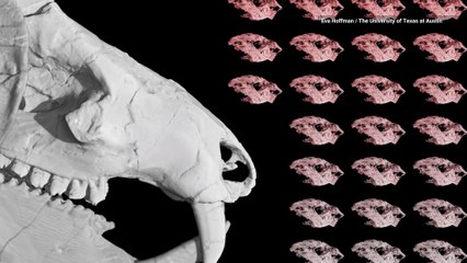 Jurassic Beagle-Sized Mammal Relative Had 38 Babies at One Time