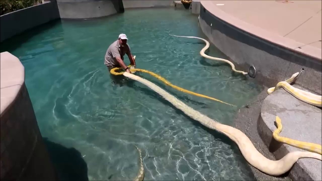 Il remplie sa piscine avec des serpents géants