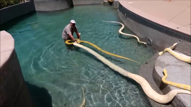 Il remplie sa piscine avec des serpents géants