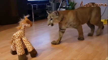 Ce puma joue avec sa peluche girafe et c'est adorable