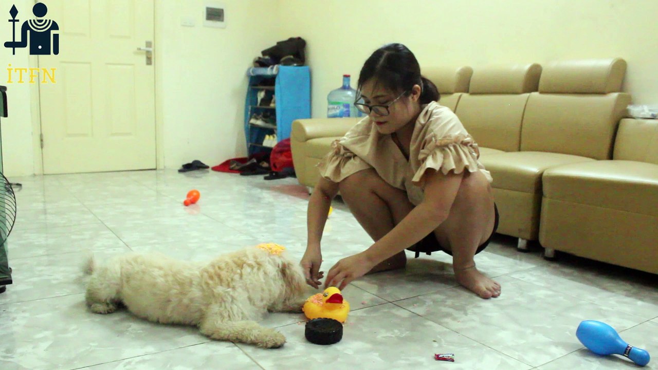 [SUPER] Lovely Smart Girl Playing Baby Cute Group Dogs | How To Play With Puppy Dog & Pet | ITFN