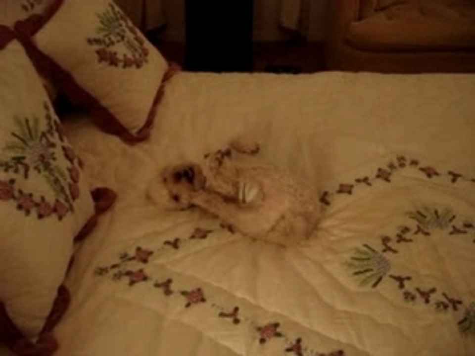 My dog