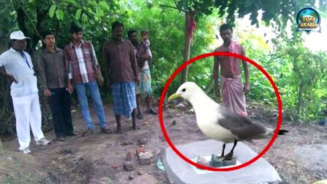 هذا الطائر وقف فوق القبر وبدأ يصدر اصواتا غريبة سبحان الله لن تصدق ماذا يريد إيصاله للناس..!!