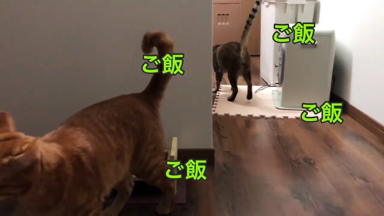 【猫 鳴き声】ココのかわいい鳴き声！きんたもしゃべるよ！