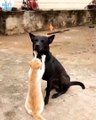 Кот делает массаж собаке