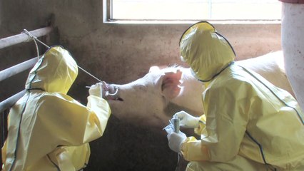 "AI·구제역, 내년 2월까지 예방에 총력" / YTN