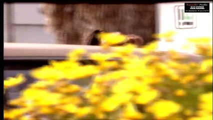 Tóc Em Đuôi Gà - Thế Sơn