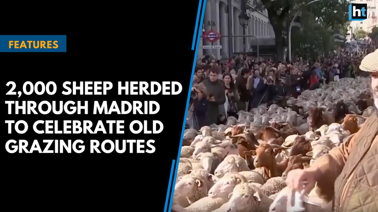 2,000 sheep herded through Madrid to celebrate...