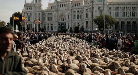 Binlerce koyun sokağa indi