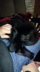 Hilarant : ce singe exige qu'on lui fasse des câlins