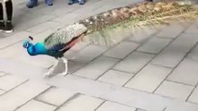 Peacock spreading its wings