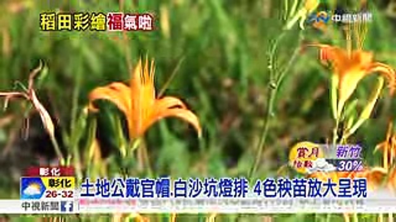 巨無霸土地公超吸睛 3D彩繪稻田成功吸人潮│中視新聞 20180922