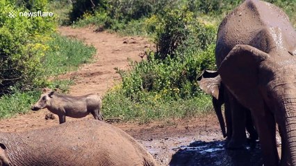 Baby elephant slips in mud trying to chase warthog