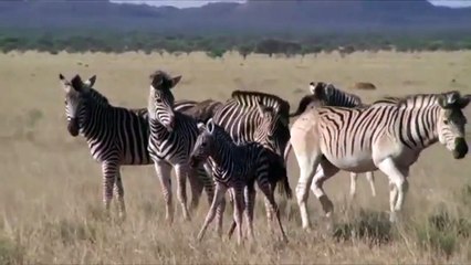 Mama Zebra Die After Protect Her Baby