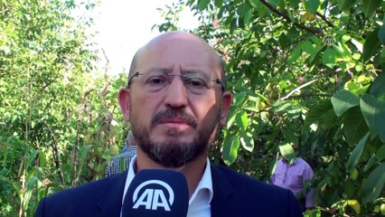 Niksar cevizinde yüksek rekolte beklentisi - TOKAT