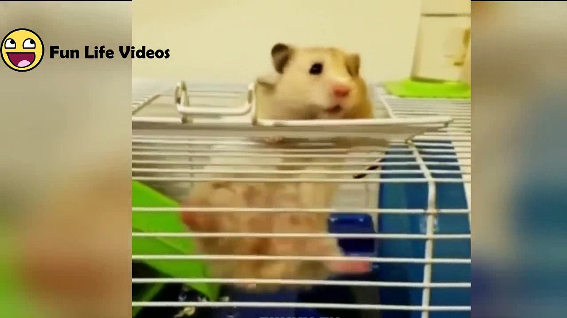 Funny Hamsters Videos Compilation #1 Cute And Funniest Hamster - video  Dailymotion
