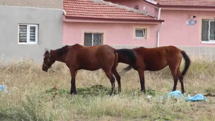 Yola Fırlayan Başıboş At, Aracı Kullanılamaz Hale Getirdi, Sürücüsünü Yaraladı