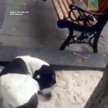 Собака встретила хозяина спустя 3 года. Хозяйка одного из магазинов в Тбилиси позвонила и обрадовала несчастного собачника. Человек и собака наконец-то нашли