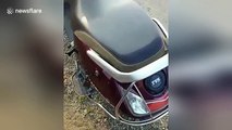 Poacher caught with three hissing cobras in scooter's boot space