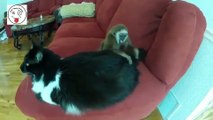Monkey teases Cat
