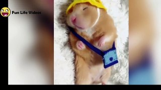 Funny Hamsters Videos Compilation #2  Cute And Funniest Hamster