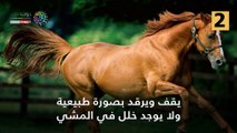 لو بتحب الخيول.. 5 عوامل تقيم الحصان قبل الشراء